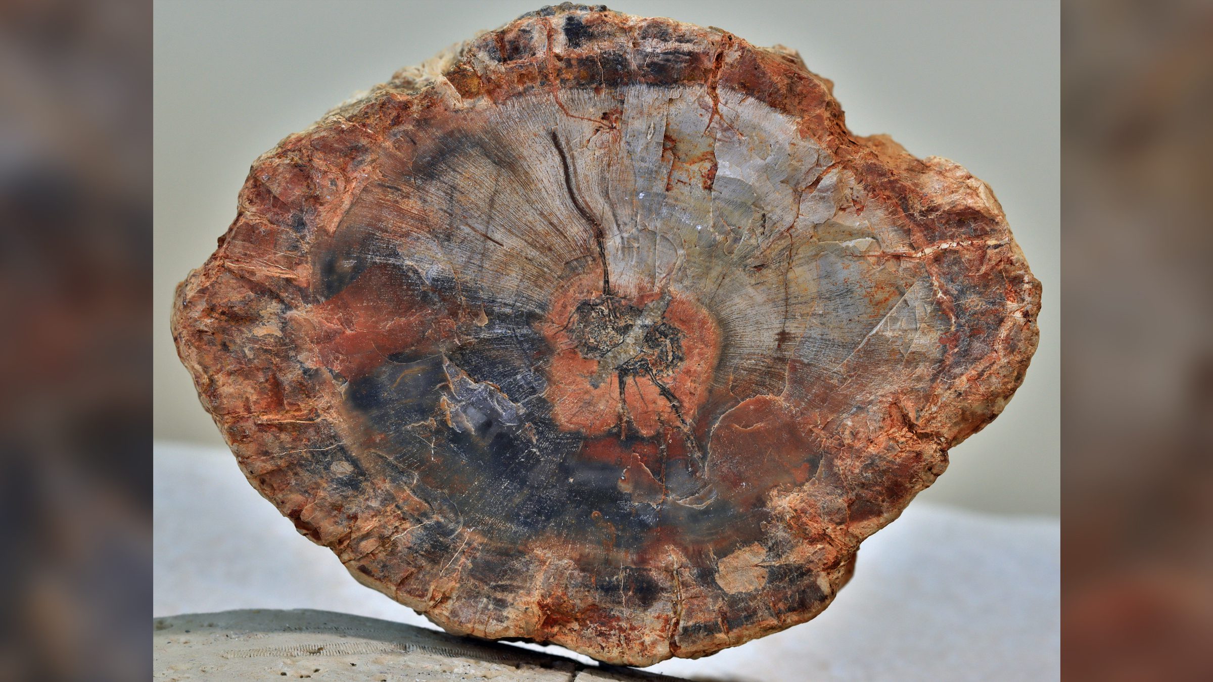 How Long Does It Take for Wood to Become Petrified