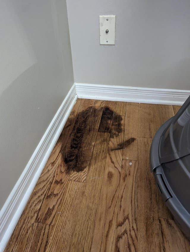 How to Get Rid of Cat Urine Smell Hardwood Floors