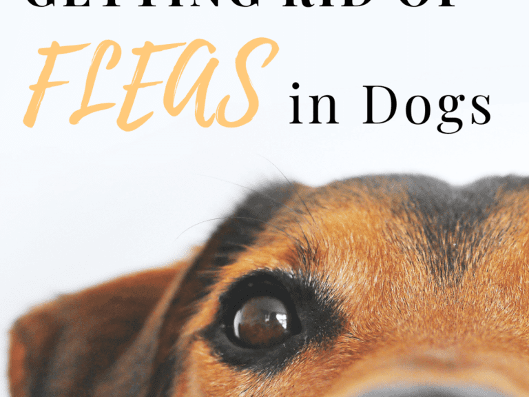 How to Use Borax to Kill Fleas on Hardwood Floors