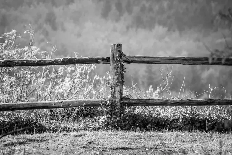 Split-rail fence post with ivy and soil built up around its base Split-rail fence post with ivy and soil built up around its base