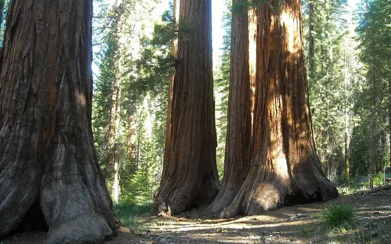 Giant sequoias in Mariposa Grove, Yosemite National Park Grove of giant sequoia trunks rising through the forest canopy at Mariposa Grove, Yosemite