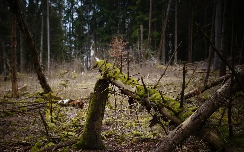 moss-covered fallen log and snapped trunk on a forest floor