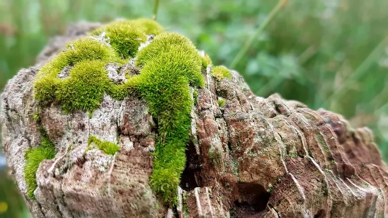 Moss growing on the weathered top of an old wooden fence post Moss growing on the weathered top of an old wooden fence post