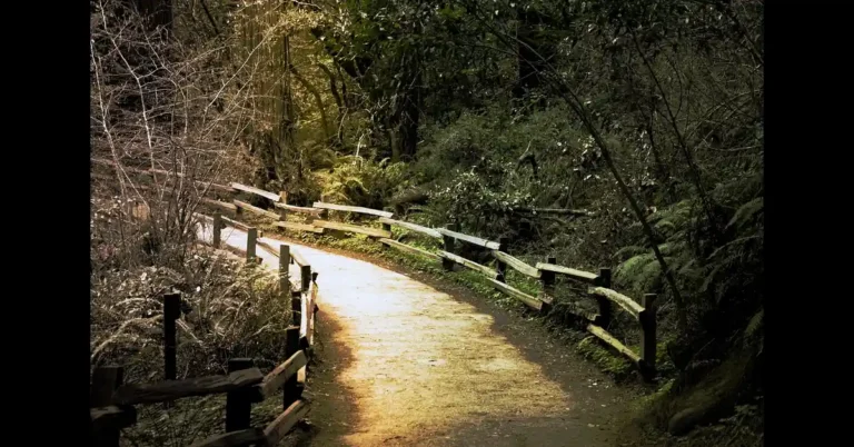 Wooden fenced trail path winding through Muir Woods redwood forest near San Francisco
