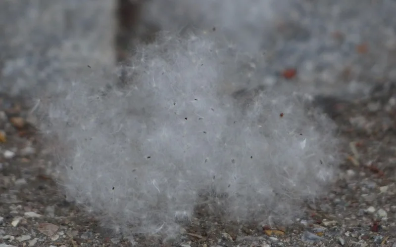 cottonwood tree cotton fluff seeds covering the ground