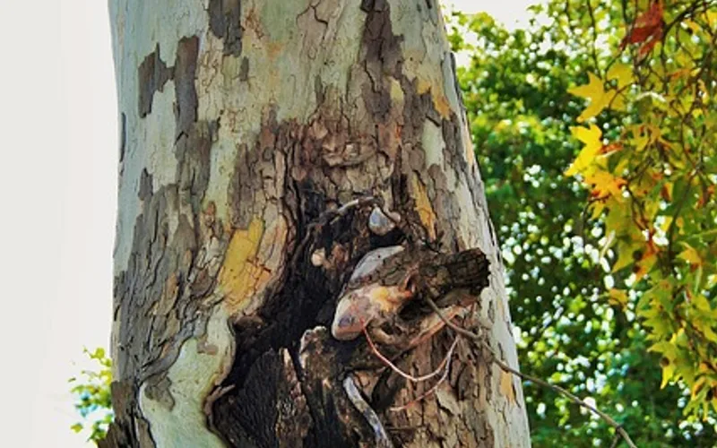 Cottonwood tree bark and leaves close up, showing the broad leaves and peeling bark used to identify the species