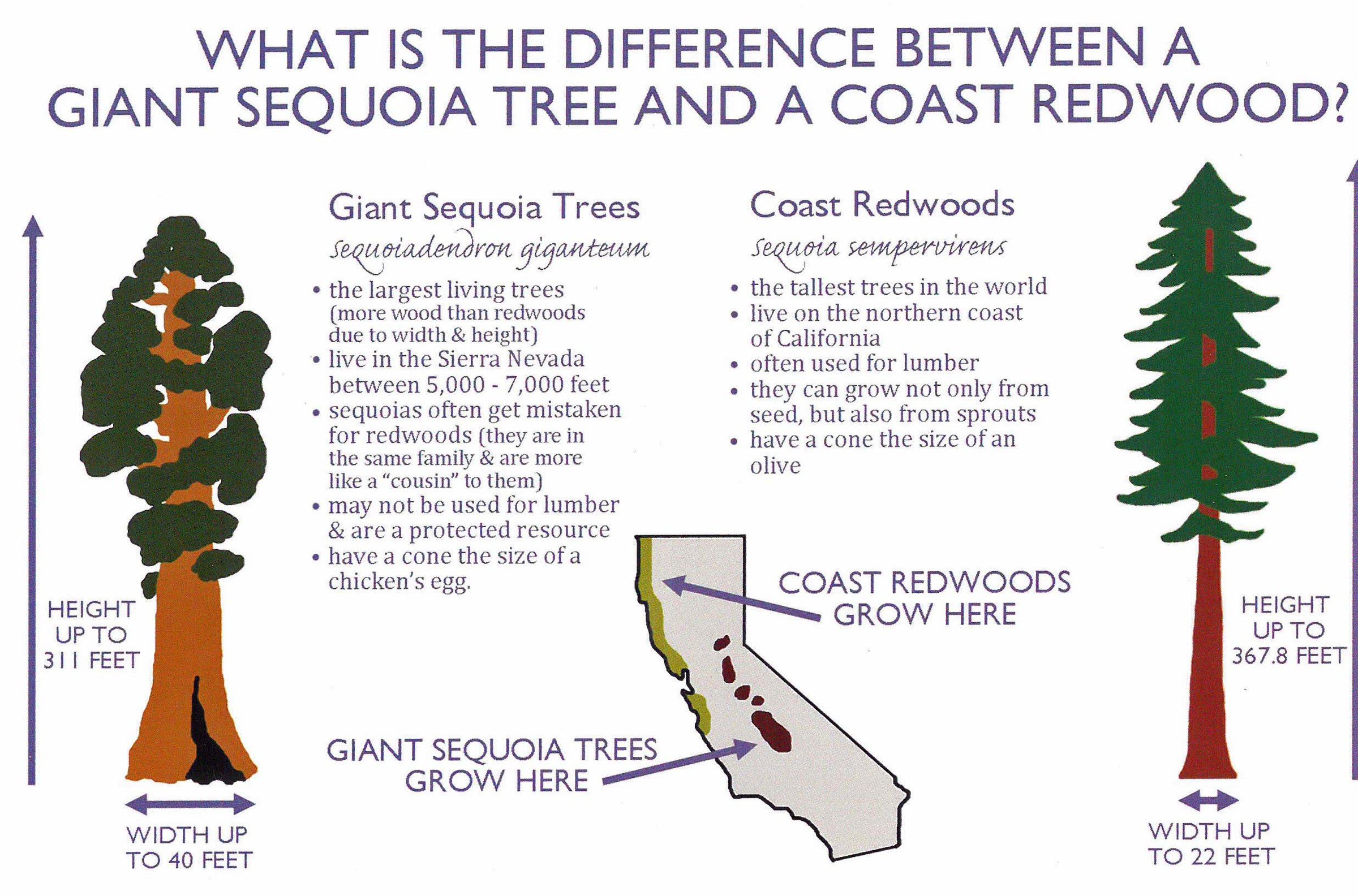 What is the Difference between a Redwood And a Sequoia