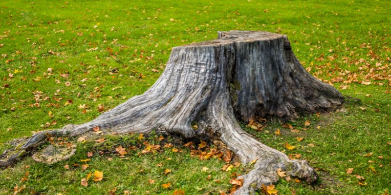 Painting Tree Stumps