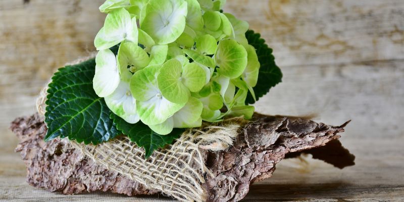 When to Prune Old Wood Hydrangeas