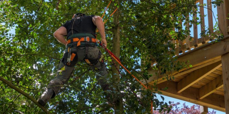 When to Prune Old Wood Hydrangeas