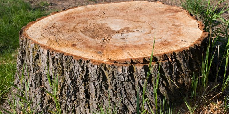 Will Painting Tree Stump Grow