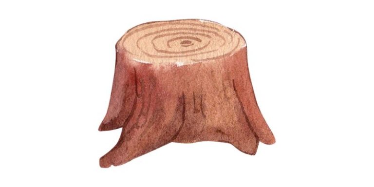 Will Painting Tree Stump Grow