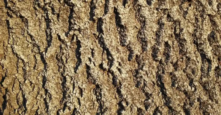 Ash Tree Bark vs Oak Bark: How to Tell Them Apart (No Leaves)