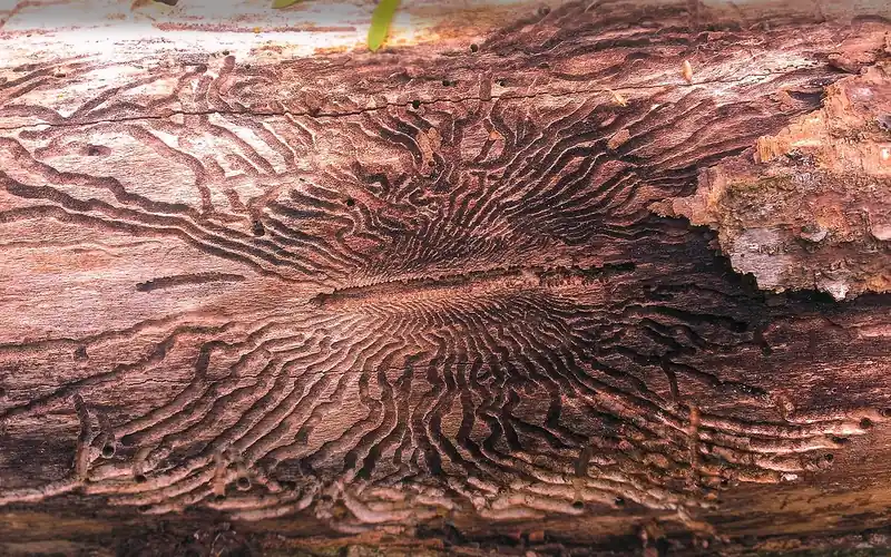 winding S-shaped emerald ash borer larval galleries exposed under tree bark winding S-shaped emerald ash borer larval galleries exposed under tree bark