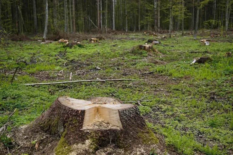 Freshly cut tree stump in a forest clearing