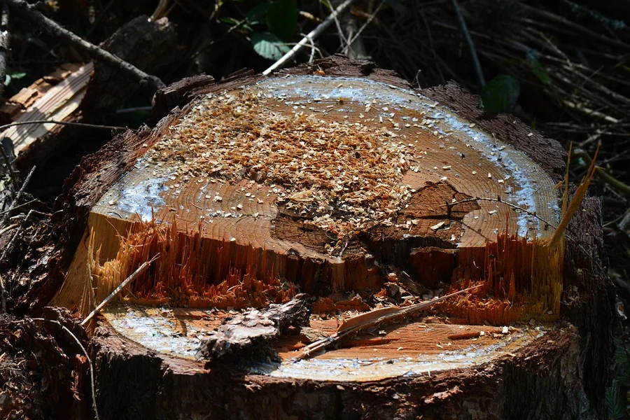 Freshly cut tree stump surface covered in sawdust before treatment