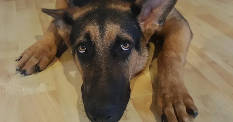 German shepherd lying on a light hardwood floor