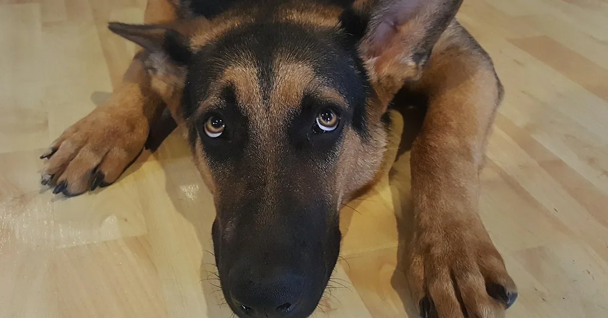 German shepherd lying on a light hardwood floor
