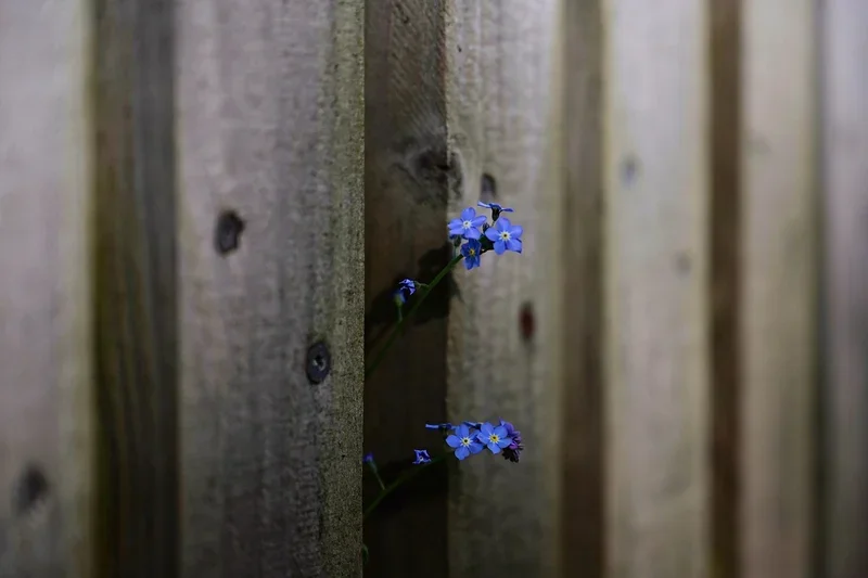 Forget-me-not flowers growing through a gap between gray wood fence boards Forget-me-not flowers growing through a gap between gray wood fence boards