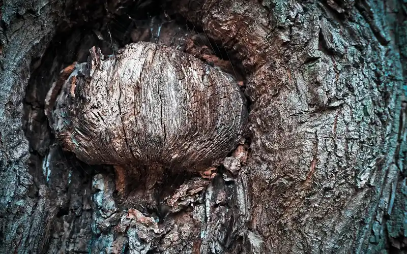 deeply furrowed oak tree bark with a large knot, close-up texture deeply furrowed oak tree bark with a large knot, close-up texture