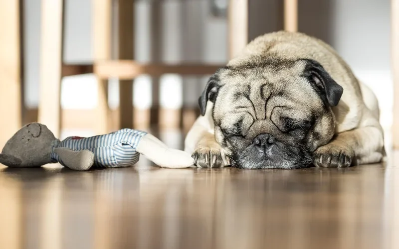 Pug resting on a hardwood floor next to a plush toy Pug resting on a hardwood floor next to a plush toy
