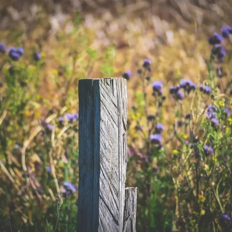Wooden fence posts set along a property line