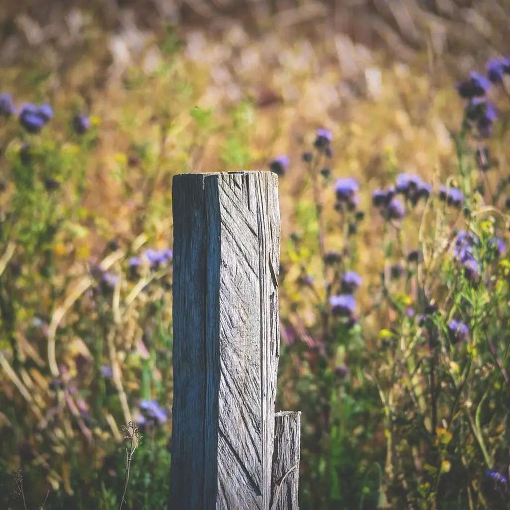 Wooden fence posts set along a property line
