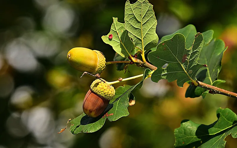 two immature green acorns still attached to an oak branch with lobed leaves two immature green acorns still attached to an oak branch with lobed leaves