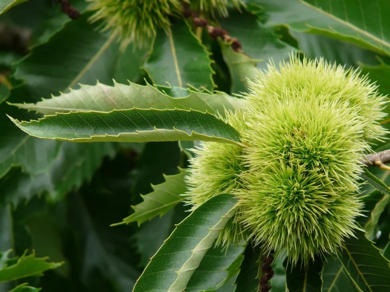 Spiky chestnut burr and simple serrated leaves on a Castanea (true chestnut) branch