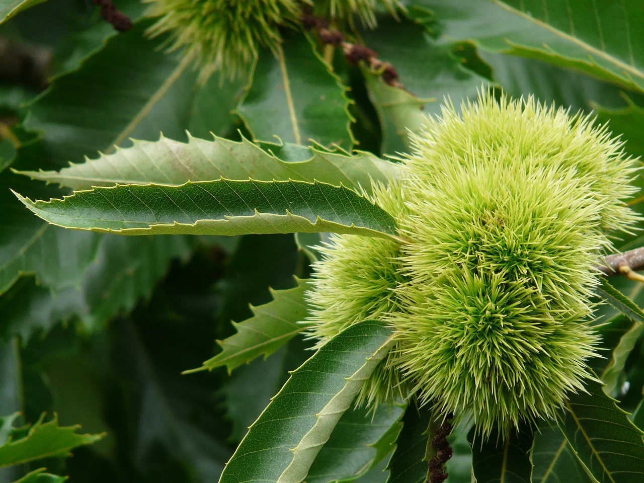 Spiky chestnut burr and simple serrated leaves on a Castanea (true chestnut) branch