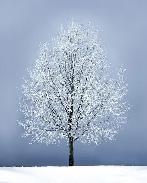 A leafless deciduous tree covered in frost during winter
