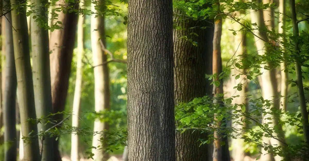 Hardwood tree trunks in a deciduous forest