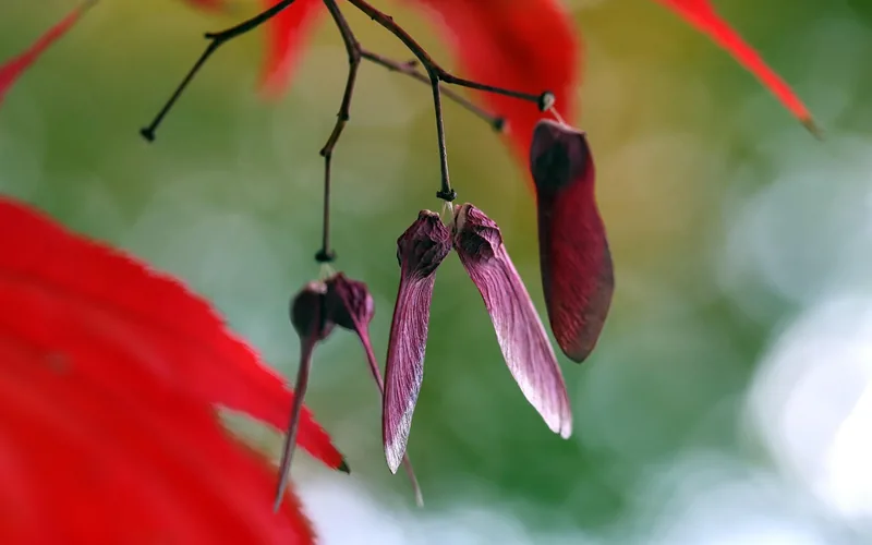 Bigleaf maple winged samara seeds hanging from a red-leafed branch