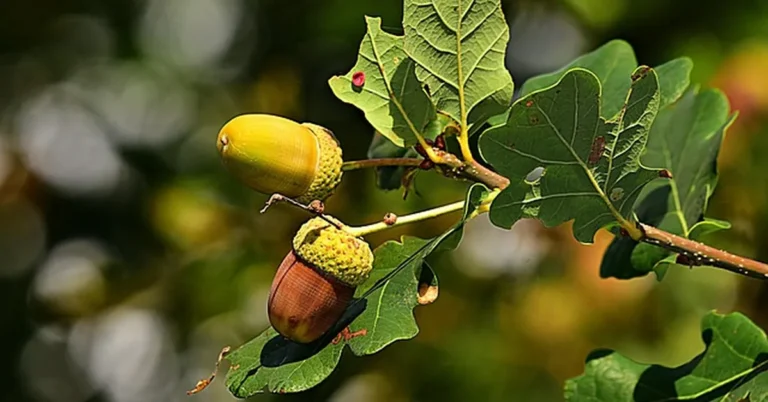 Bur oak acorns still attached to the branch with leaves