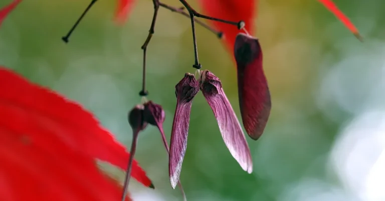 maple tree seeds samara