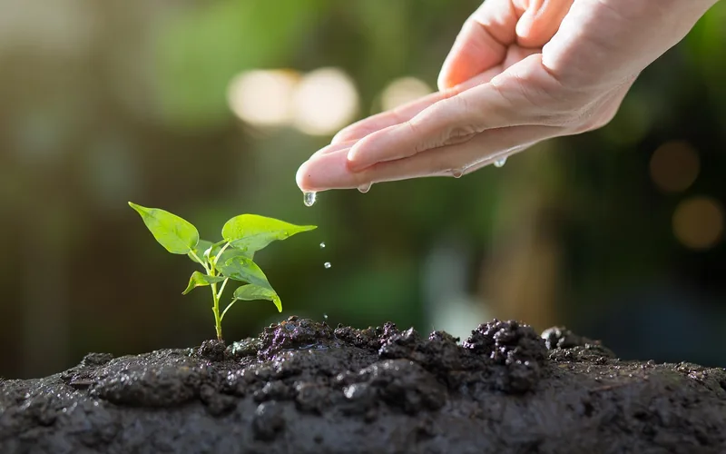 Young cherry seedling sprouting from soil in early growth stage