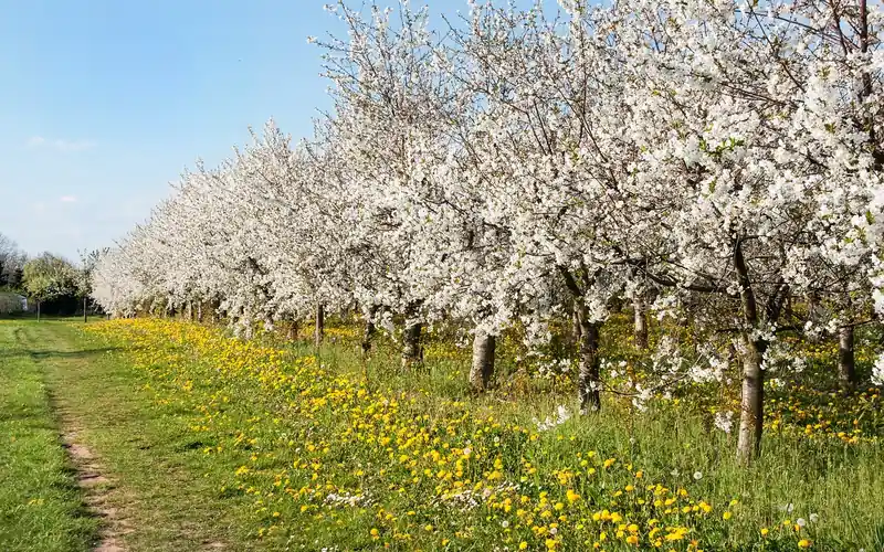Blossoming cherry orchard in early spring with young grafted trees Blossoming cherry orchard in early spring with young grafted trees