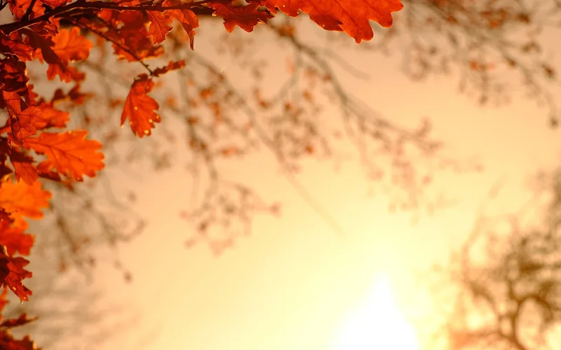 Colorful red and orange oak leaves in autumn before leaf drop Colorful red and orange oak leaves in autumn before leaf drop