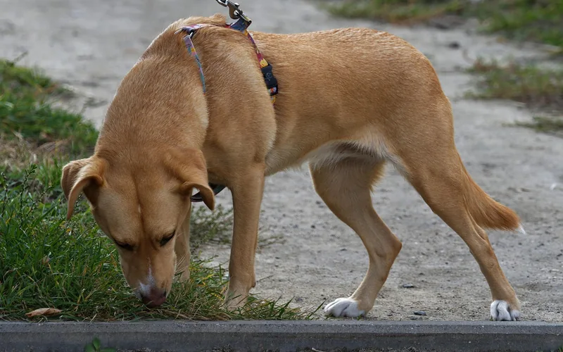 Leashed dog sniffing fallen leaves and acorns on the ground outdoors