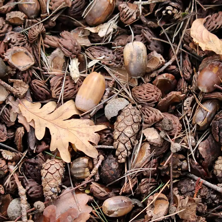 Fallen oak acorns scattered on the forest floor, showing how widely available this survival food is