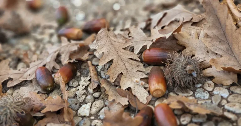 Acorns scattered among fallen oak leaves on the forest floor in autumn