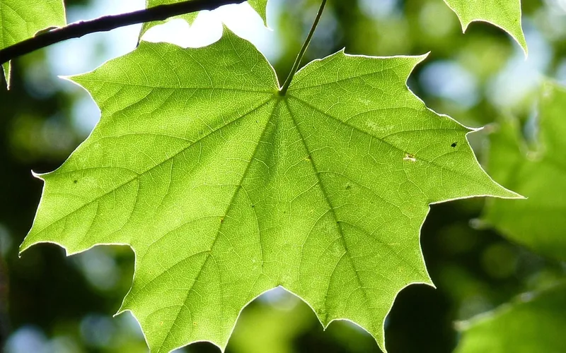 Green maple leaf with pointed lobes and veins radiating from the stem