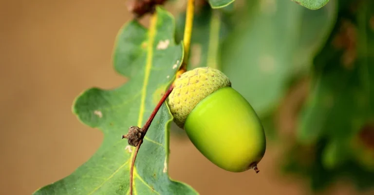 Green unripe oak acorn still on branch with leaves