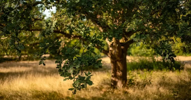 Large oak tree with a full canopy standing alone in a sunlit meadow