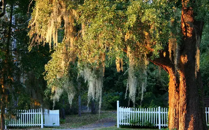 Southern live oak tree draped in Spanish moss, an evergreen oak species Southern live oak tree draped in Spanish moss, an evergreen oak species