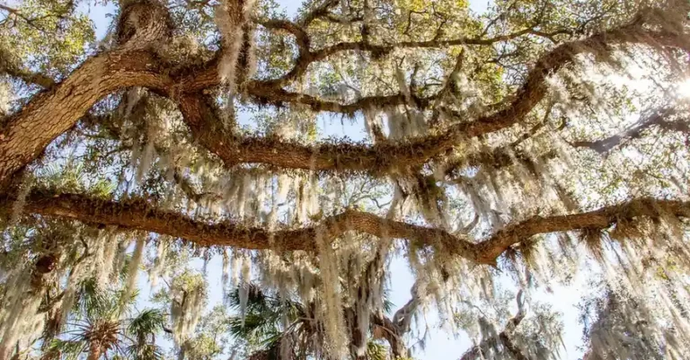 Live oak branches draped in Spanish moss over palmettos in Florida
