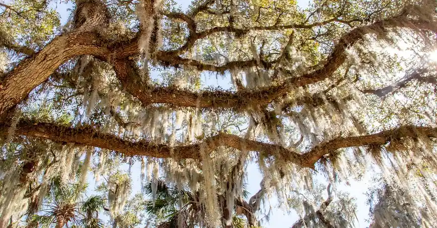 Live oak branches draped in Spanish moss over palmettos in Florida