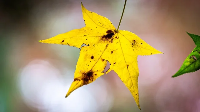 Yellow maple leaf falling from a branch in autumn