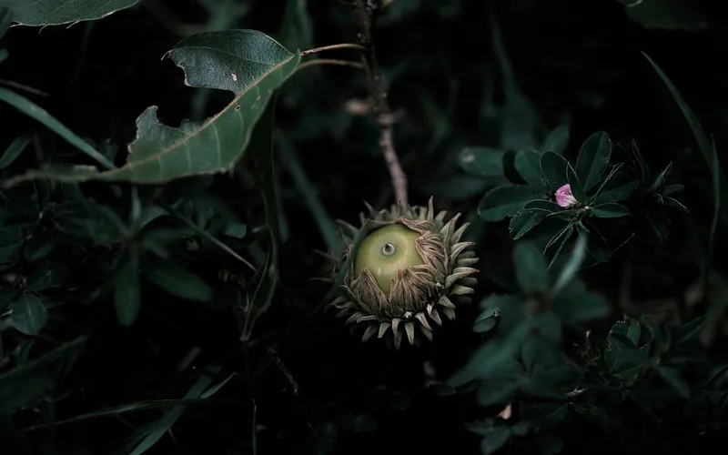 Close-up of an oak acorn still in its cap on the tree