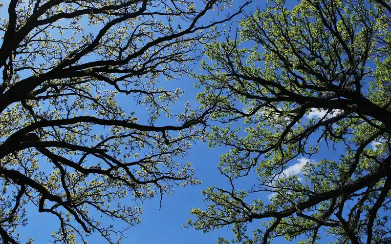 Dense oak canopy viewed from below showing branch structure that shelters wildlife